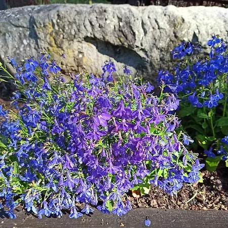 Il Bosco Di Campo Marzano Sunlight شقة