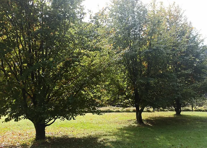 Il Bosco Di Campo Marzano Sunlight Borzonasca