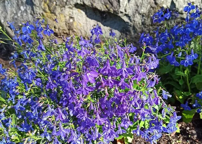 Il Bosco Di Campo Marzano Sunlight Lejlighed